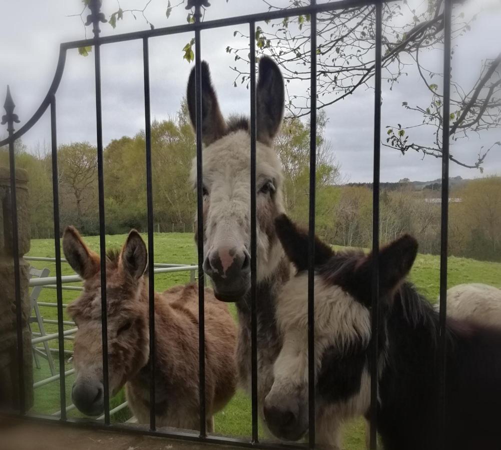 Durham Donkey Rescue Shepherd'S Hut Hotel Eksteriør billede
