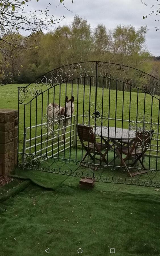 Durham Donkey Rescue Shepherd'S Hut Hotel Eksteriør billede