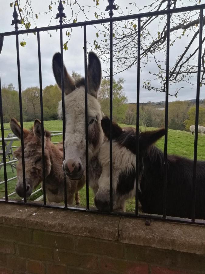 Durham Donkey Rescue Shepherd'S Hut Hotel Eksteriør billede