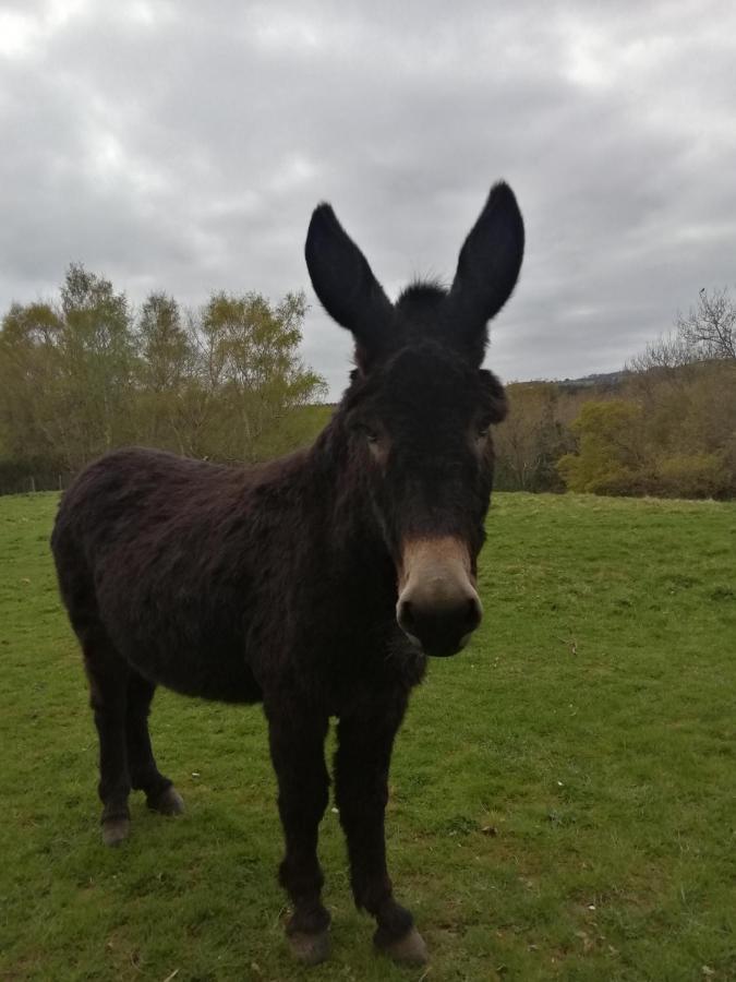 Durham Donkey Rescue Shepherd'S Hut Hotel Eksteriør billede