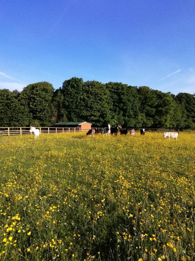 Durham Donkey Rescue Shepherd'S Hut Hotel Eksteriør billede