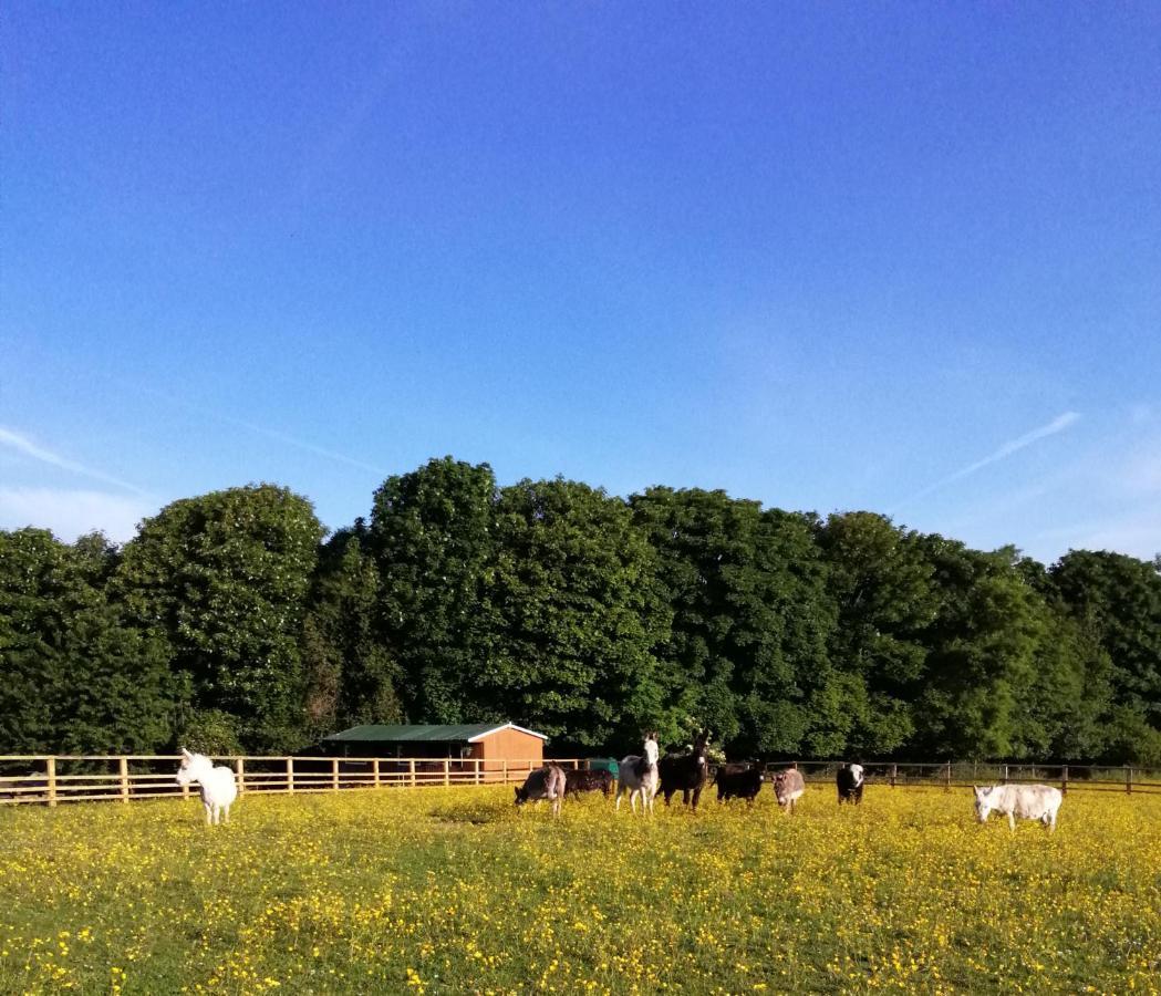 Durham Donkey Rescue Shepherd'S Hut Hotel Eksteriør billede