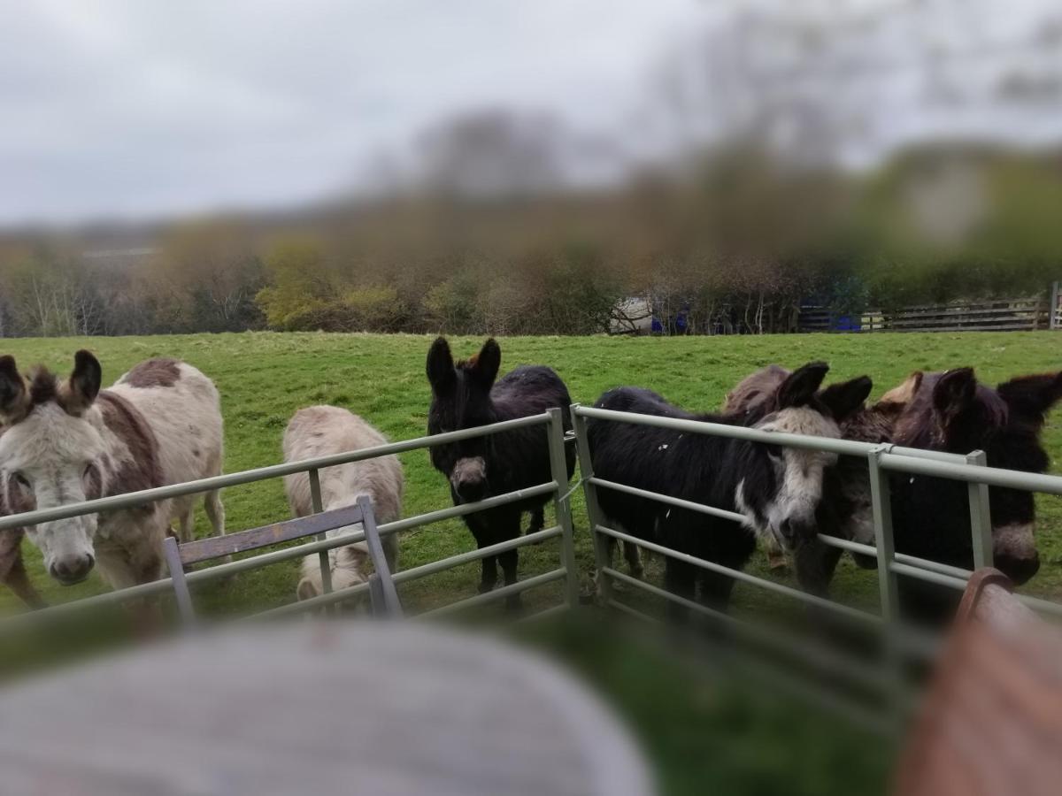 Durham Donkey Rescue Shepherd'S Hut Hotel Eksteriør billede