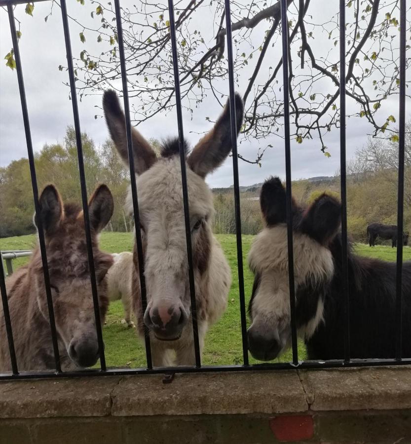 Durham Donkey Rescue Shepherd'S Hut Hotel Eksteriør billede