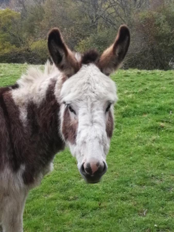 Durham Donkey Rescue Shepherd'S Hut Hotel Eksteriør billede