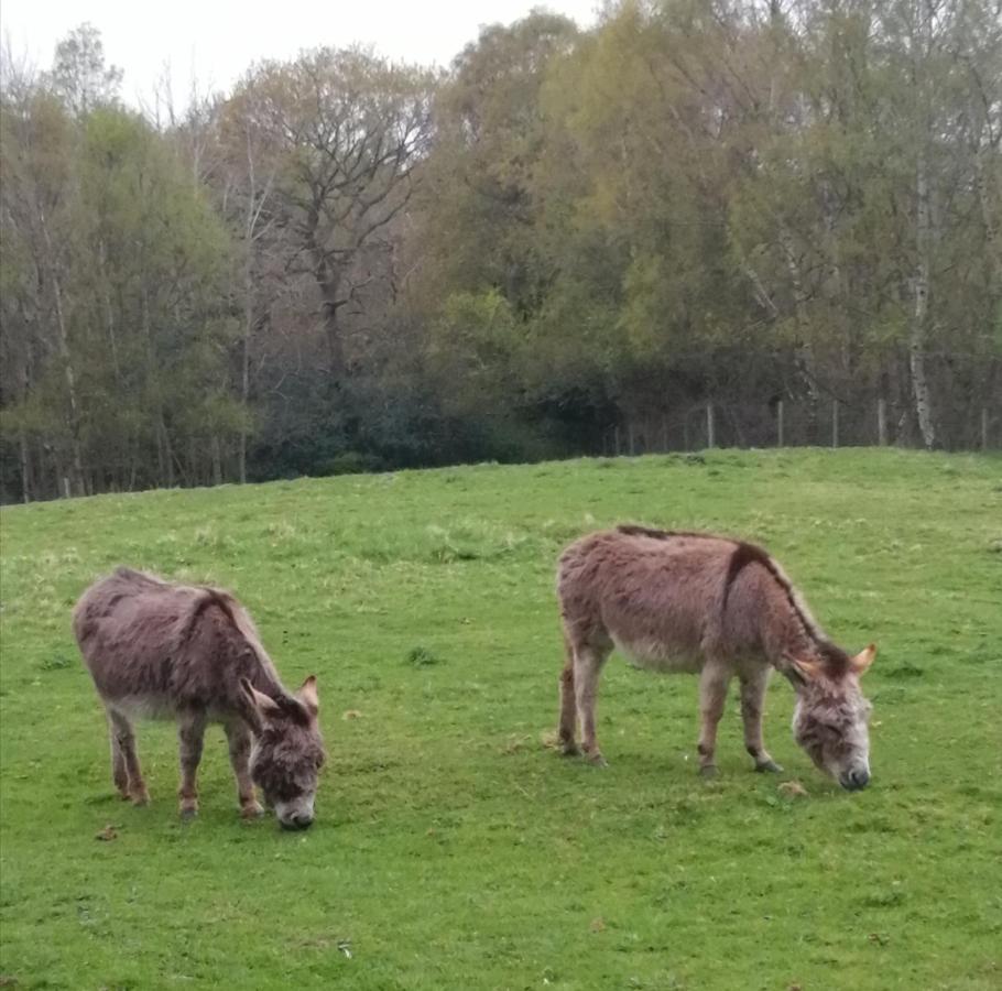 Durham Donkey Rescue Shepherd'S Hut Hotel Eksteriør billede